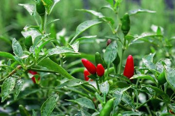 Chilli Baked Stuffed Onions