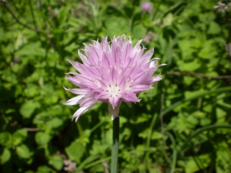 Chive Carrots