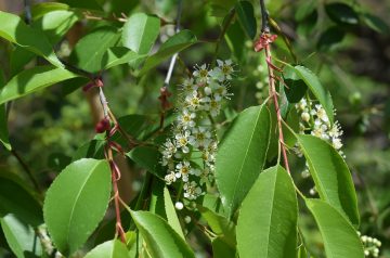 Chokecherry Pie