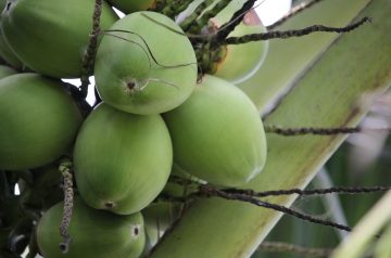 Coconut Bursts