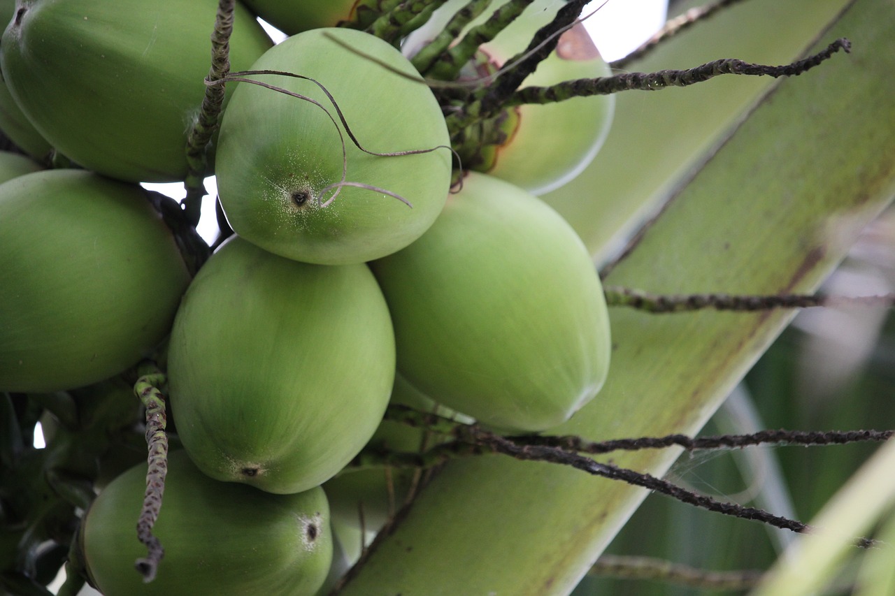 Coconut Bursts