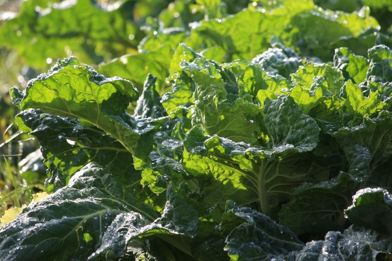 Sauteed Leafy Greens With Grapefruit Vinaigrette