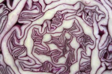 Colorful Red Cabbage Salad