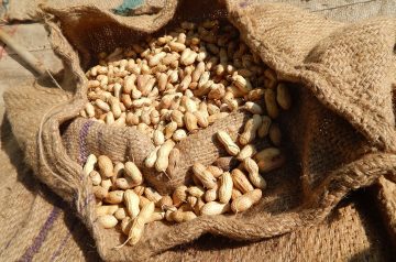Coriander Peanut Pesto