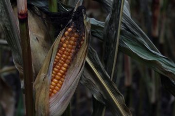 Cheesy Barbecued Corn on the Cob