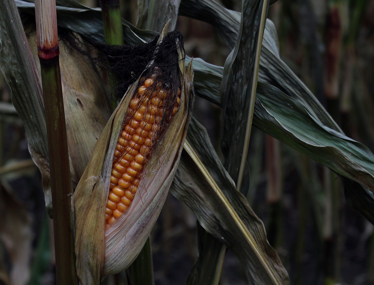 Cheesy Barbecued Corn on the Cob