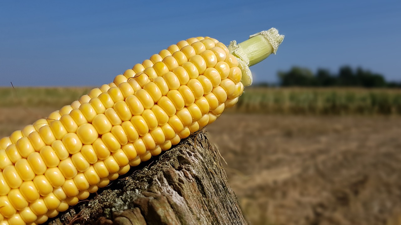 Rainwater's Thanksgiving Creamed Corn