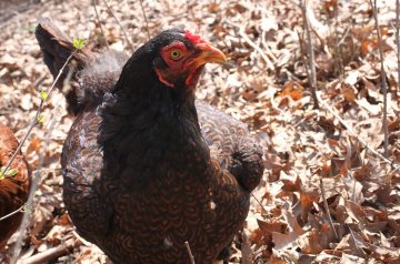 Cornish Game Hen Parmesan