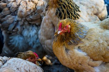 Country Chicken