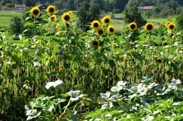 Country Fried Yellow Squash