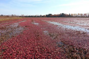 Countryside Cranberry Grill