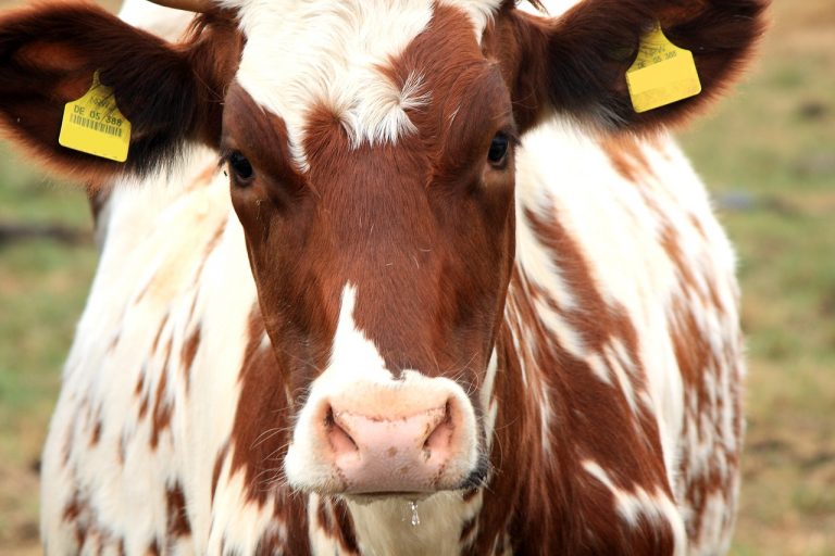 Brown Cow Milk Shake