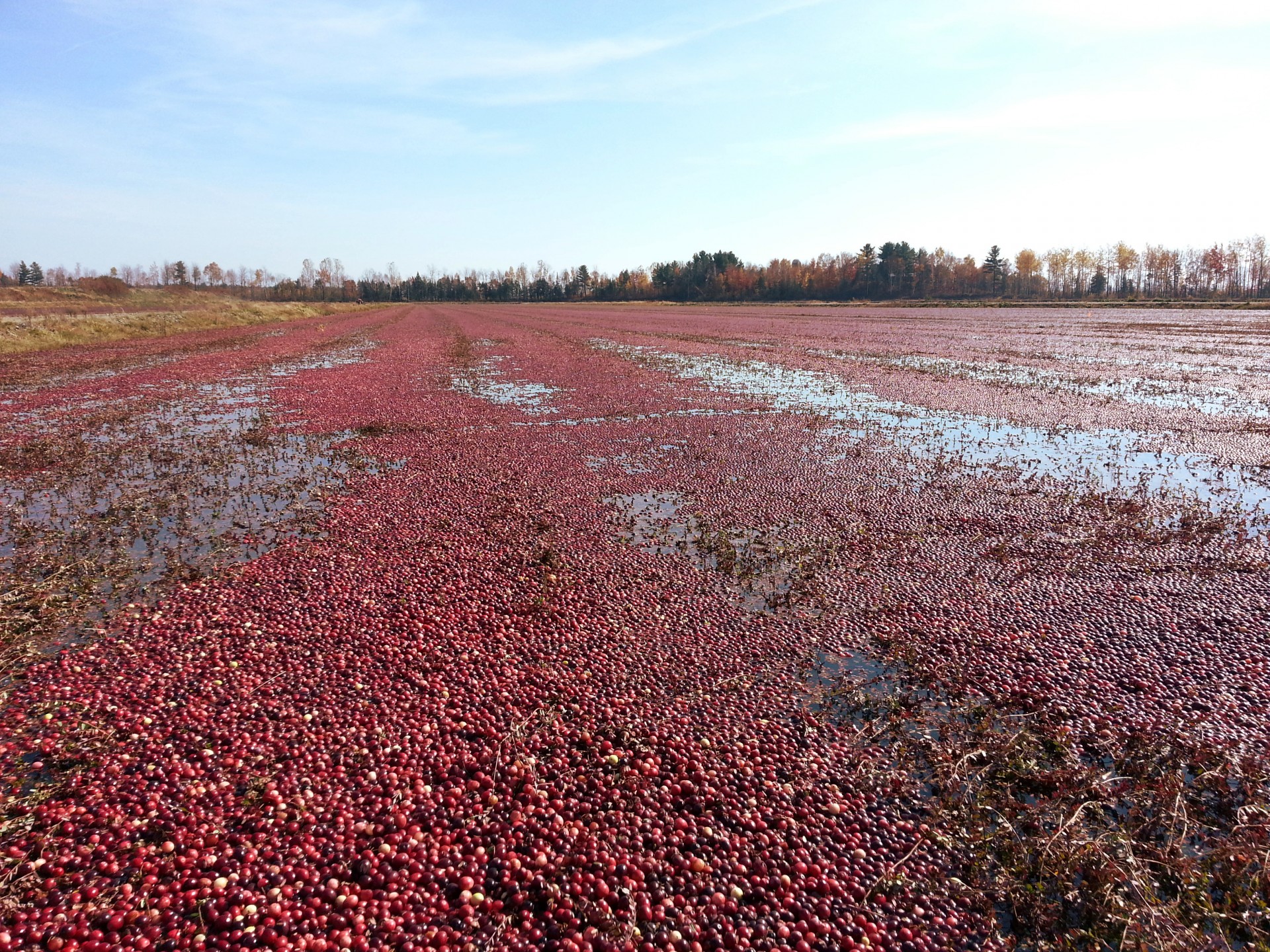 Cranberry Bars