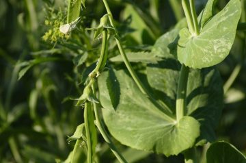 Cream Peas