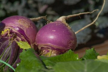 Creamed Turnips