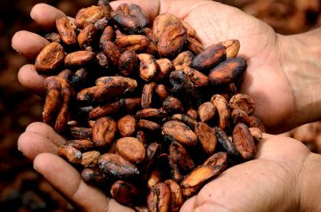 Creamy Cocoa Mix (Extra-Large Batch)