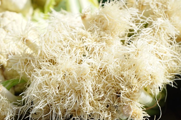 Curried Onion Winter Cold Cure