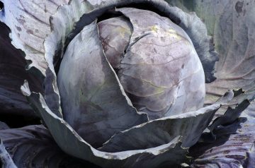 Danish Red Cabbage