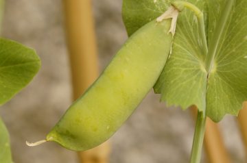 Dilled Pea Salad