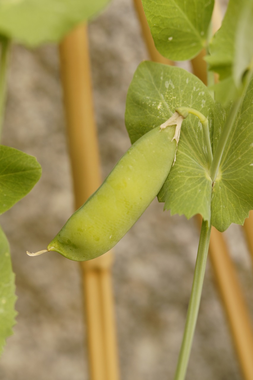 Dilled Pea Salad