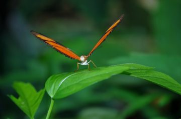 Braised Onions a La Julia Child