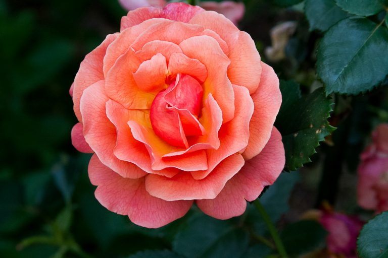 Easy Garden Bake