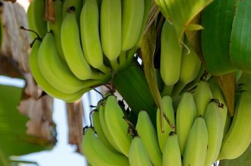 Easy Peasy Banana Treat