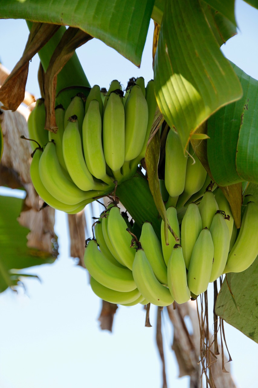 Easy Peasy Banana Treat