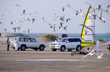 Eggplant (Aubergine) Fit for a Sheik (Sheik Al Mihshee)