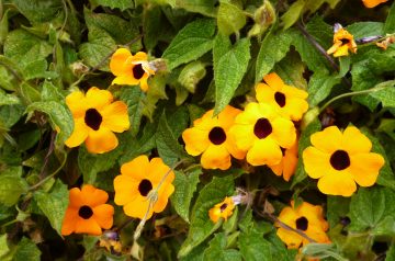 Emeril's Stewed Black-Eyed Peas