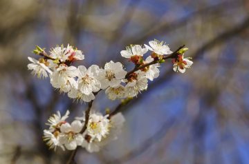 Fantastic Apricot Chicken