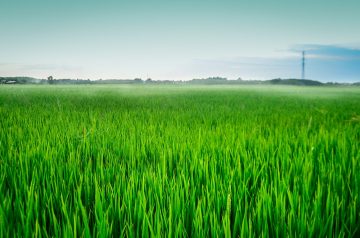 Green Rice (Broccoli