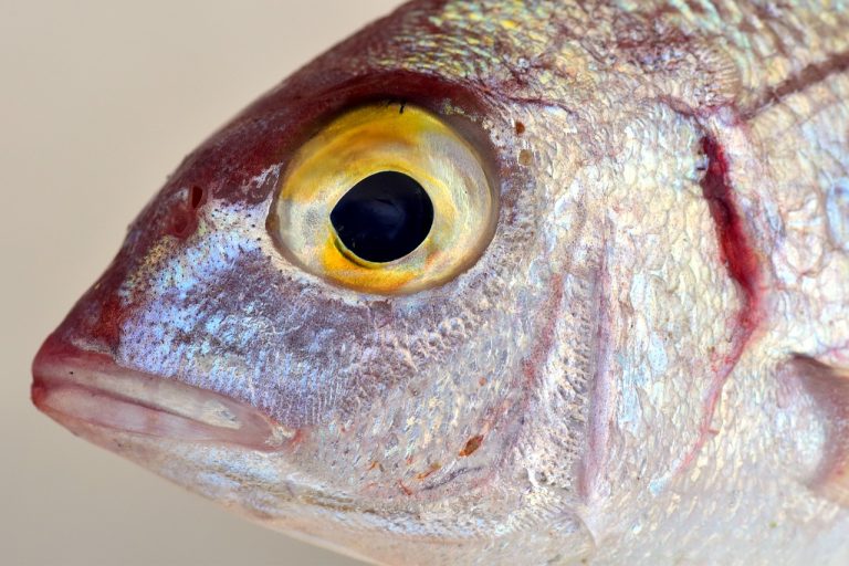 Mediterranean Fish Marinade