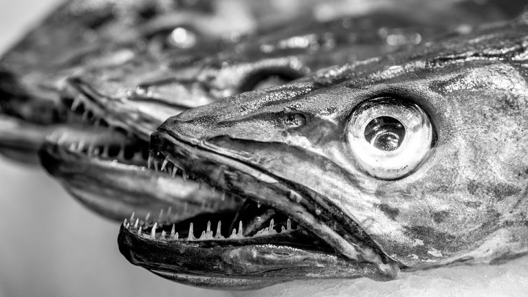 Tasty Fish
