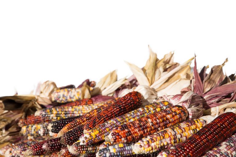 Calico Corn