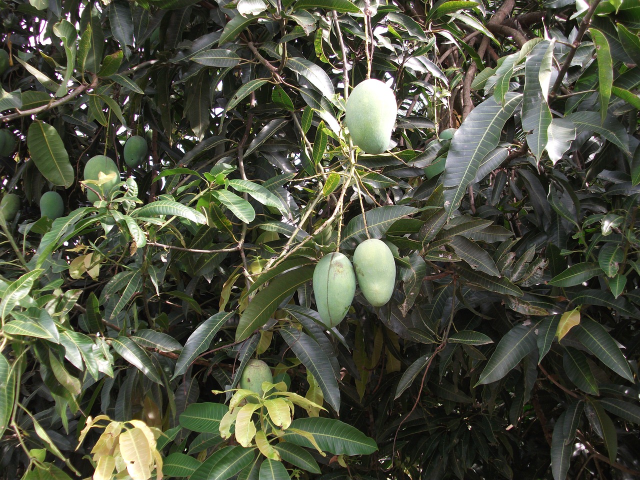 Floribbean Mango Salsa