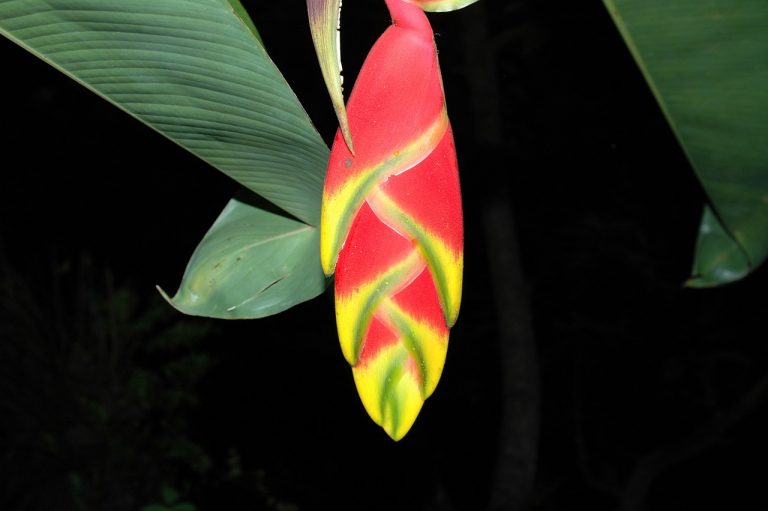 Hawaiian Tropical Delight
