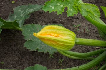 French Baked  Zucchini and Yellow Squash