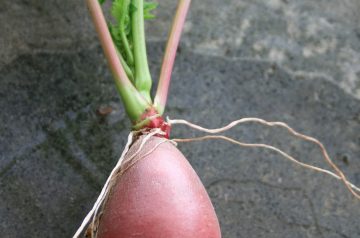 Chinese Radish Salad