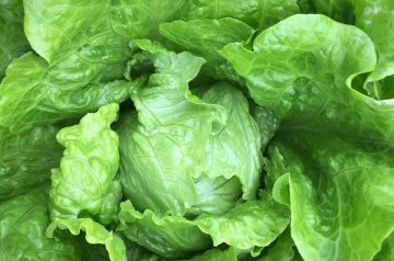 Fresh Vegetable Tian