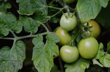 Fried Green Tomatoes IIi