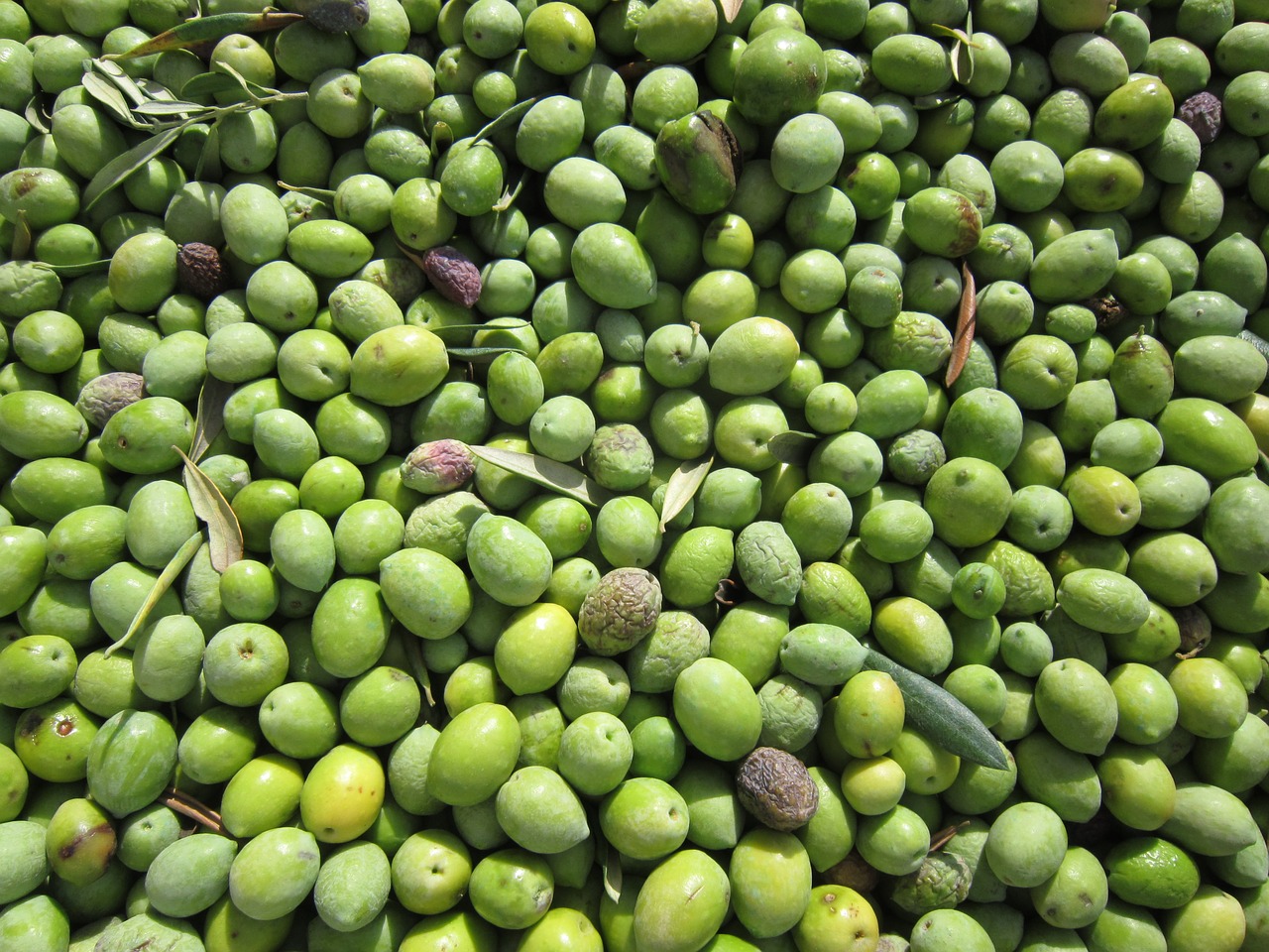 Fried Olives