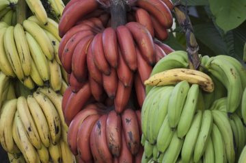Gallitos De Papa from Costa Rica