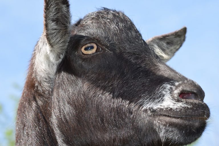 This Goat is a Real Jerk