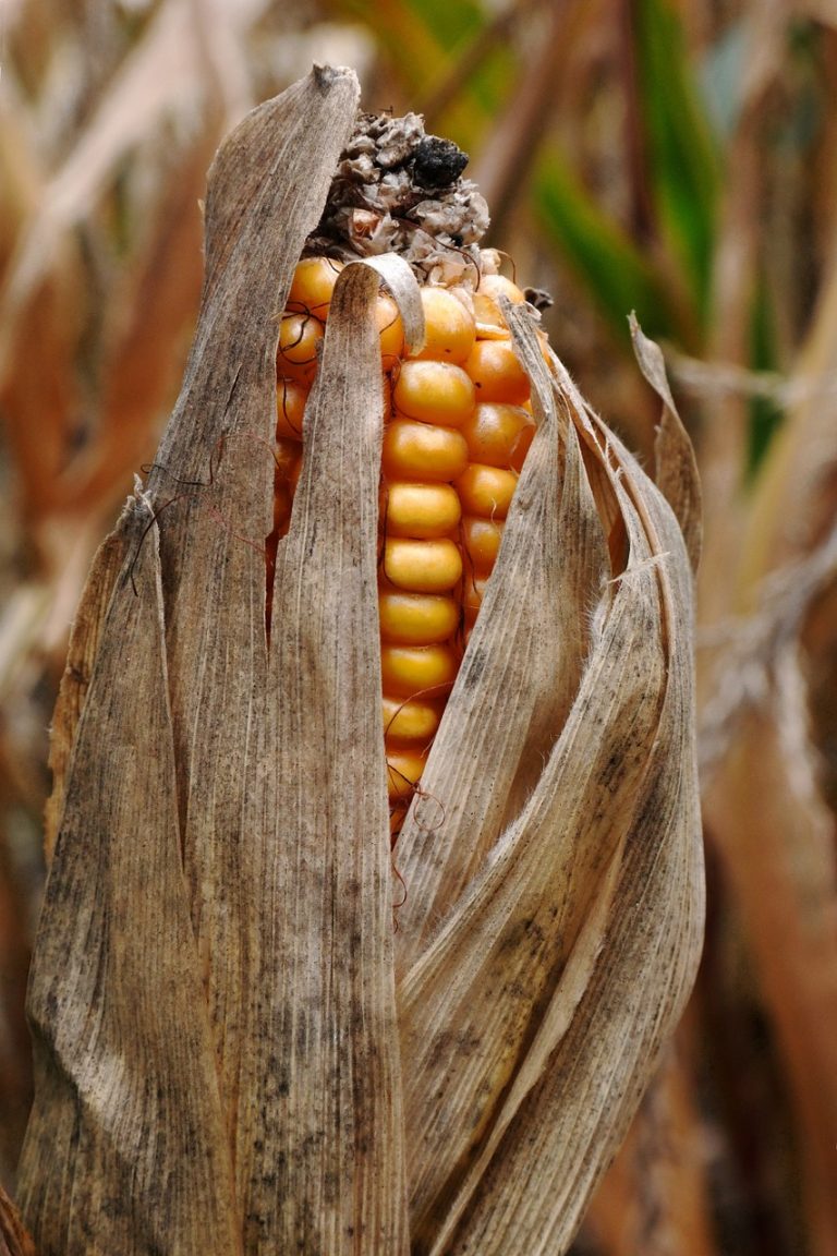 Golden Corn Cake