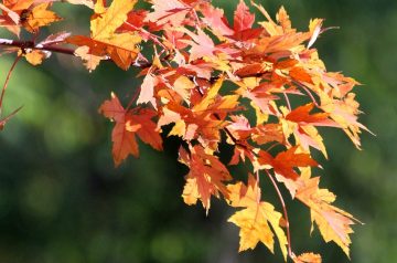 Golden Maple Chicken I