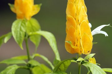 Golden Tomato Curry With Shrimp