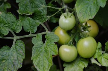 Granny's Fried Green Tomatoes