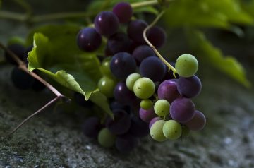 Muscat Wine Sweet Cake With Grapes