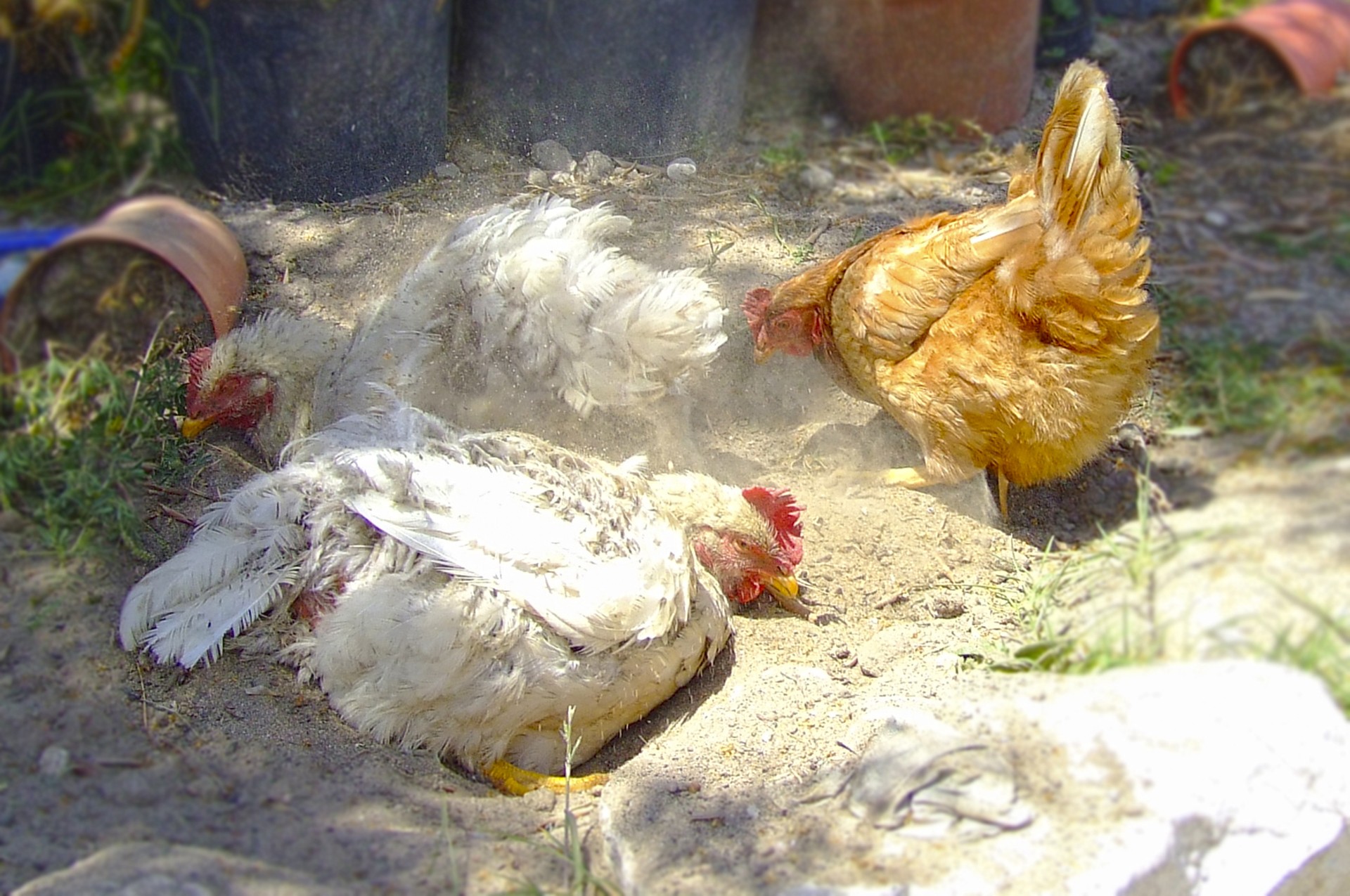 Greek Chickens in Togas